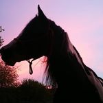 Anne Keil - @genuine.docs.pride.friends - Instagram