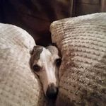 Anne Kenyon - @annkenyon60 - Instagram