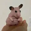 annekerr41 - @anne.kerr43 - TikTok