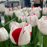 Anne Hopper Keys - @celebrant_anne_hopper - Instagram