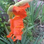 Anne Kilduff - Facebook