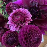 Anne Kirkpatrick - @akirkpatrick77 - Instagram