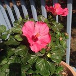 Anne Kirkpatrick - @societygirl13 - Instagram