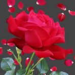 Anne Klee - Facebook