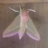 annekleesment - @annekleesment - TikTok