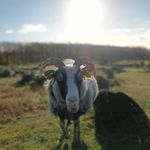 Anne Klitgaard - @skinkeroulade - Instagram