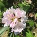 Anne Knutson - Facebook