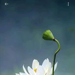 Anne Ko - Facebook