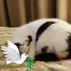 Anne Kobus - @annekobus6 - TikTok
