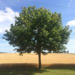 Anne Koehler - @annek416 - Instagram