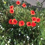 Annekoehler - @anne.koehler1 - Instagram