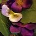 Anne Kovach - Facebook