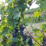 Anne Kühn - @anne.kuhn.543 - Instagram