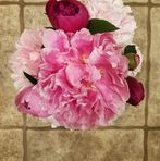 Anne Kuiper - Facebook