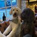 Anne Laing - Facebook