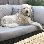 Anne Laing - @anne.laing.90 - Instagram