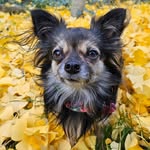 Anne Langer - @ally_the_chi - Instagram