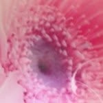 Anne Langer - @annerox123 - Instagram