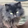 Annie Langford - @annie.langford - TikTok