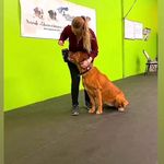 Kari-anne Lapointe - @amitie_canin_lapointe_ - Instagram