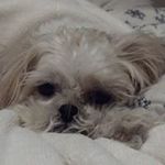 Anne Hayward Lindley - @anne.h.lindley - Instagram