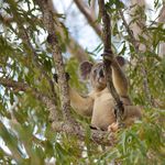 Annie Longmore - @widgeekoalas - Instagram