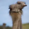 Anne Looker smiler - @anne.looker.smile - TikTok