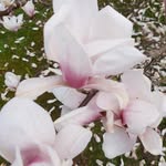 Anne Low Kildeager - @annelowkildeager - Instagram