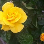 Annemieke  L - @annemiekelowenthal - Instagram