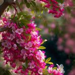 Anne Luo - Facebook