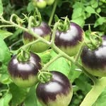 Anne Lytle - @narberthfarm - Instagram