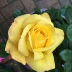 Anne Maciver - @anneandreeems - Instagram