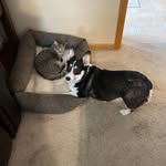 Anne Maddox - @pita_and_precious - Instagram