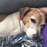 Carol Anne Maddox - @maddoxpartyof5 - Instagram