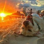 Anne Martinson - @wildlife_animalnature - Instagram