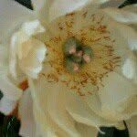 Anne Mccaig - @annemccaig - Instagram