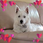Anne McCormack-Moss - @amccmoss - Instagram