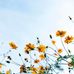Anne Mertz - Facebook
