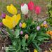 Anne Mertz - Facebook