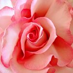 Mary Anne Mertz - @maryannemertzfloraldesign - Instagram