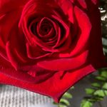 Anne Messer - @mumbug1002 - Instagram