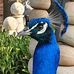 Anne Meyer - Facebook