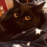 @anne.milothecat - Instagram