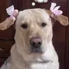 Annette Murillo - @annettemurillo2 - TikTok