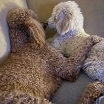 Anne Nolan - @persi_and_bunti - Instagram