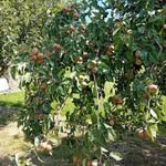 Anne Oberson - @obersonanne - Instagram