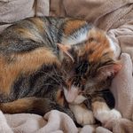 Cally Anne Olmstead - @calicocatcally - Instagram