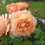 Anne-Marie Olsson - @rostanten - Instagram