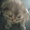 Anne olsson - @cigge23 - TikTok