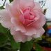 Anne Owens - Facebook
